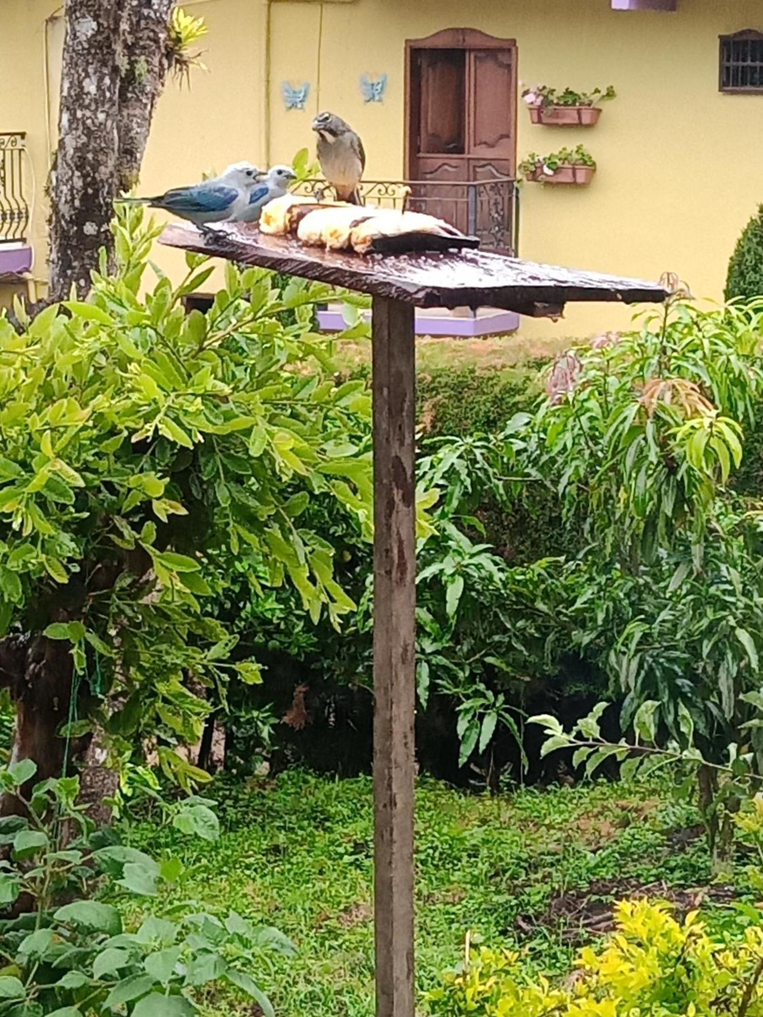 Bird House - Apartament Jardín Extérieur photo