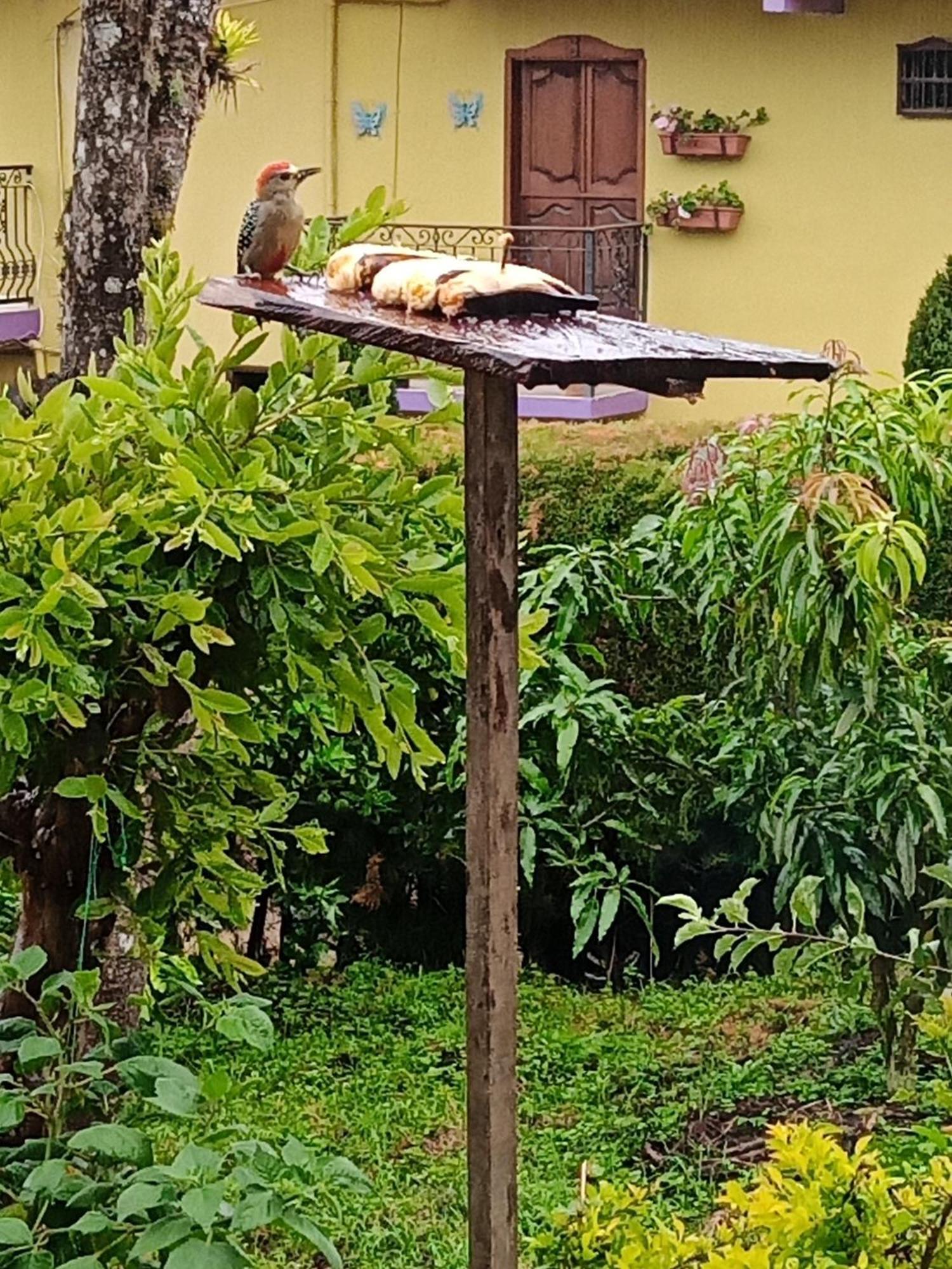 Bird House - Apartament Jardín Extérieur photo