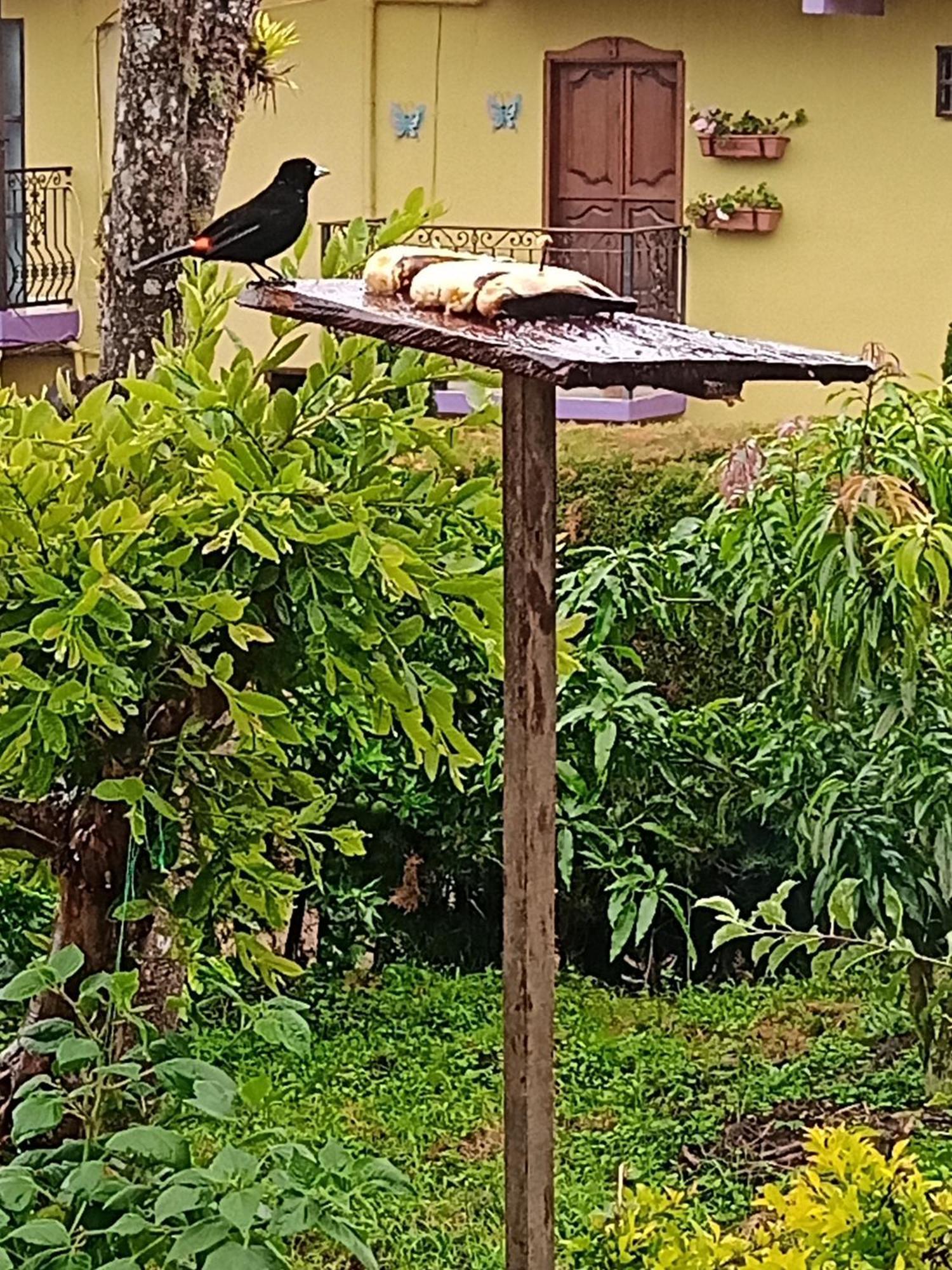 Bird House - Apartament Jardín Extérieur photo
